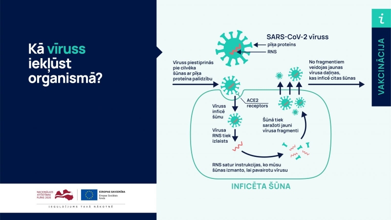 Vakcīnas nelabvēlīgi ietekmē reproduktīvo veselību