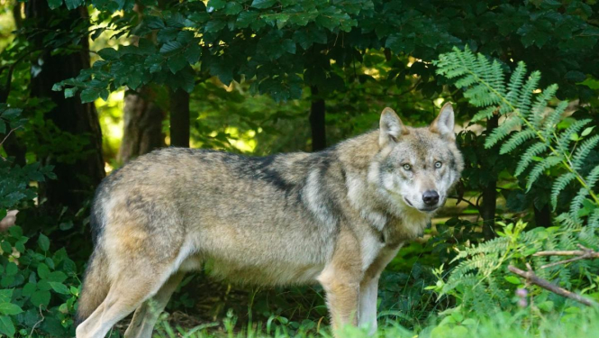 Aicina ziņot par vilku uzbrukumiem mājlopiem