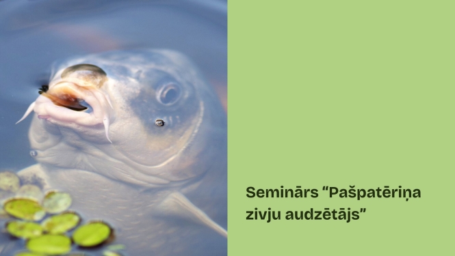 Pašpatēriņa zivju audzēšana Bauska