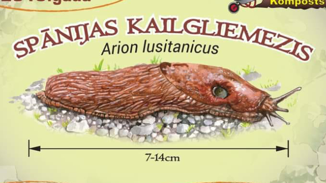 kailgliemezis
