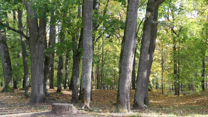 Koki parkā