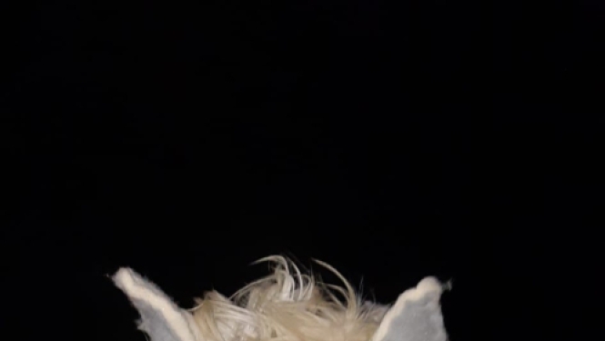 Bluķa vakars
