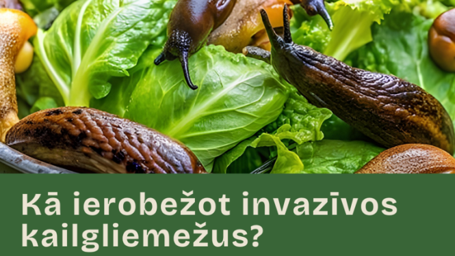 Izglītojošs seminārs par kailgliemežiem