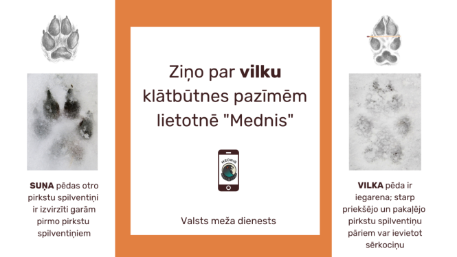 Ziņo par vilkiem