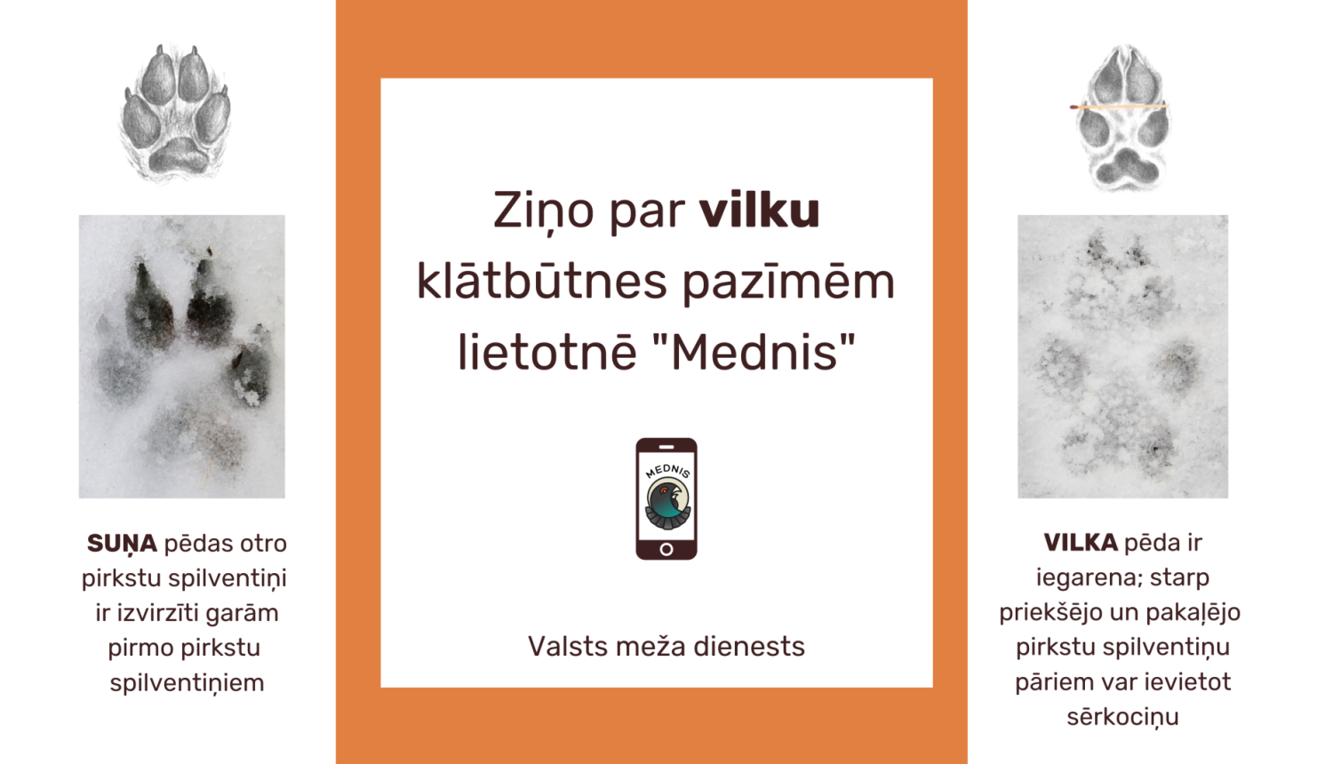 Ziņo par vilkiem