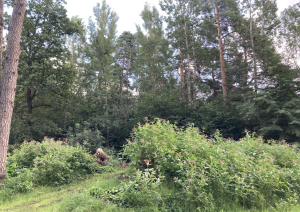 Bauskas novadā šovasar uzsāks praktiskus invazīvo sugu ierobežošanas pasākumus projekta “INVAGO” ietvaros