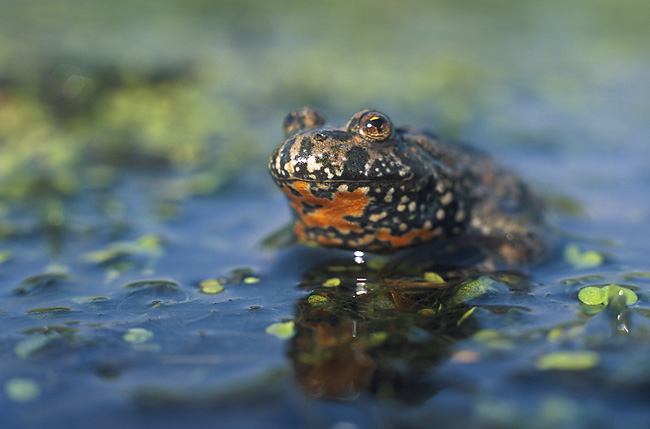 Sarkanvēdera ugunskrupis. Foto: Marek-Szczepanek 