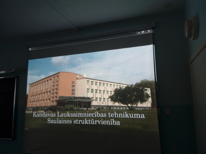 saulaine1.jpg