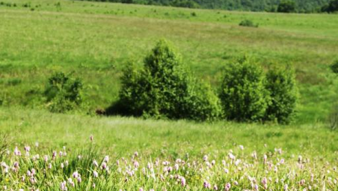 Aicina uz mācībām par putnkopību un bioloģiskās daudzveidības uzturēšanu zālājos