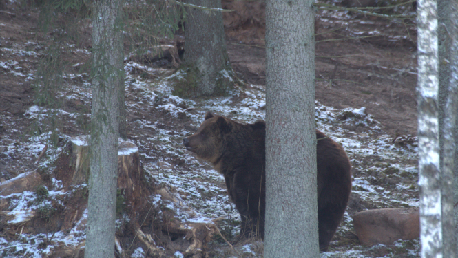 Brūnais lācis mežā