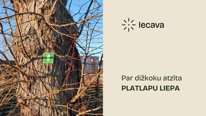 Par dižkoku atzīta platlapu liepa