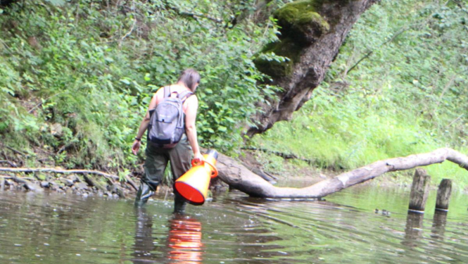 Bebri ietekmē vairāk nekā pusi Latvijas upju