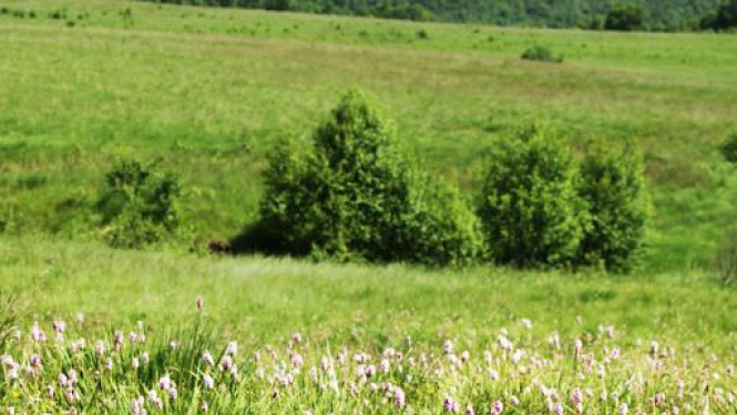 Aicina uz mācībām par putnkopību un bioloģiskās daudzveidības uzturēšanu zālājos