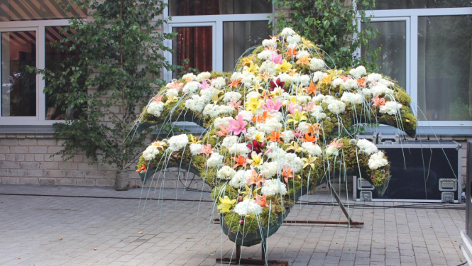 Ilgi gaidītie Liliju svētki uzziedējuši Vecumniekos