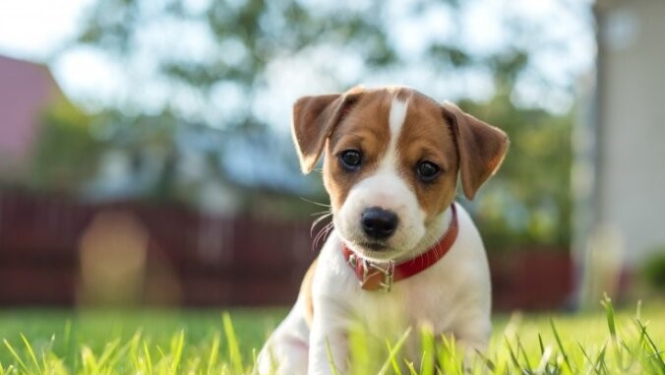 Pašvaldības policija sadarbībā ar nodibinājumu «Dzīvnieku policija» organizē vienreizēju akciju