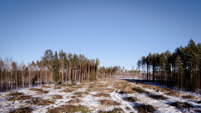 Rail Baltica teritorijas atmežošana