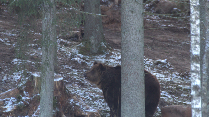 Brūnais lācis mežā