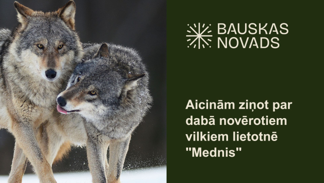 Aicinām ziņot par dabā novērotiem vilkiem