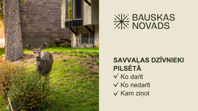 Savvaļas dzīvnieki pilsētā