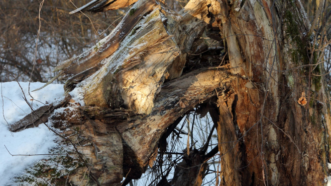 Arī vētras bojātu dižkoku aizvākšana ir jāsaskaņo 