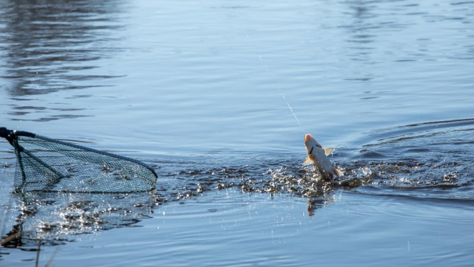 Goda ģimenes makšķerēšanas licences var saņemt par samazinātu maksu