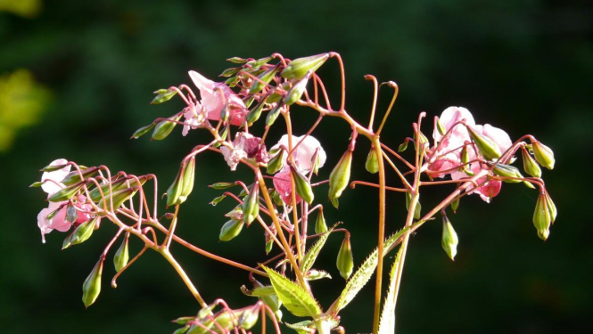 Iespējas invazīvo sugu pārvaldībā un apkarošanā kļūst aizvien plašākas