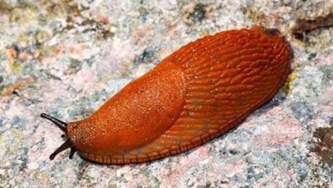 Spānijs kailgliemeži - nopietns drauds kultūraugiem un citiem bezmugurkaulniekiem