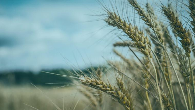 Apstiprināts cenrādis lauksaimniecības zemes nomai