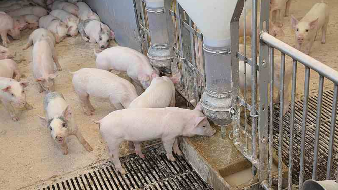 Paziņojums par sākotnējo sabiedrisko apspriešanu SIA “GAIŽĒNI” paredzētajai darbība