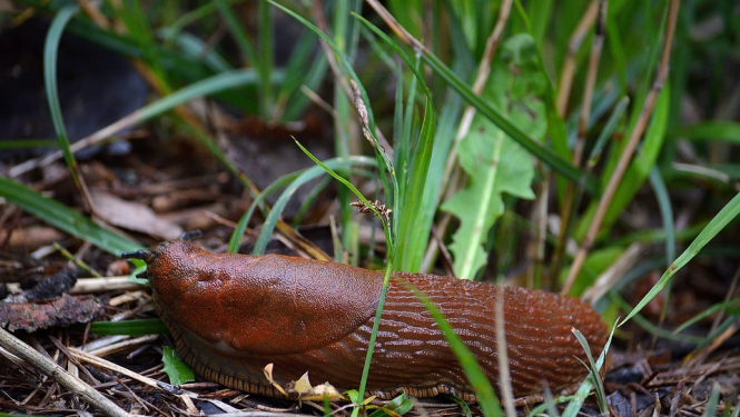 invazīvais kailgliemezis