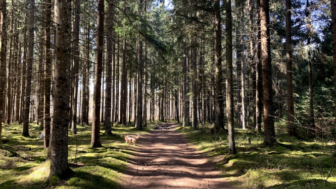 LAD atbalsts mežiem