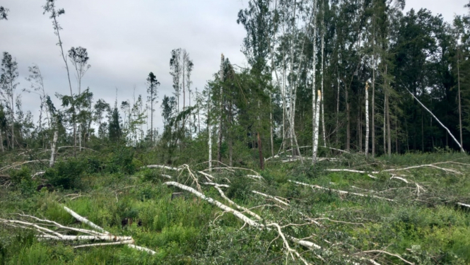 vētras postījumi mežā