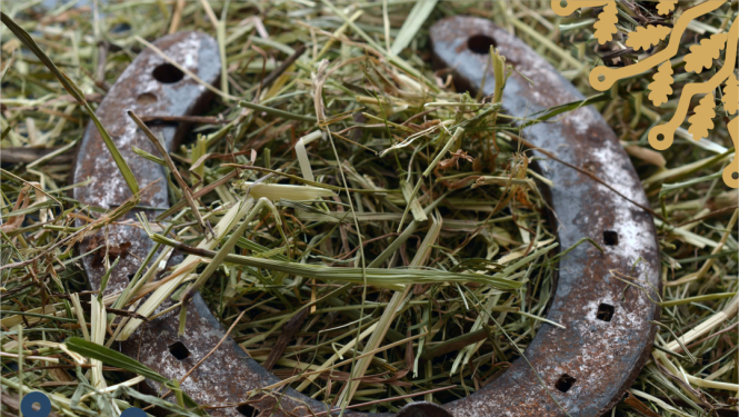 Spēka trīscīņa Mežotnes pilskalns