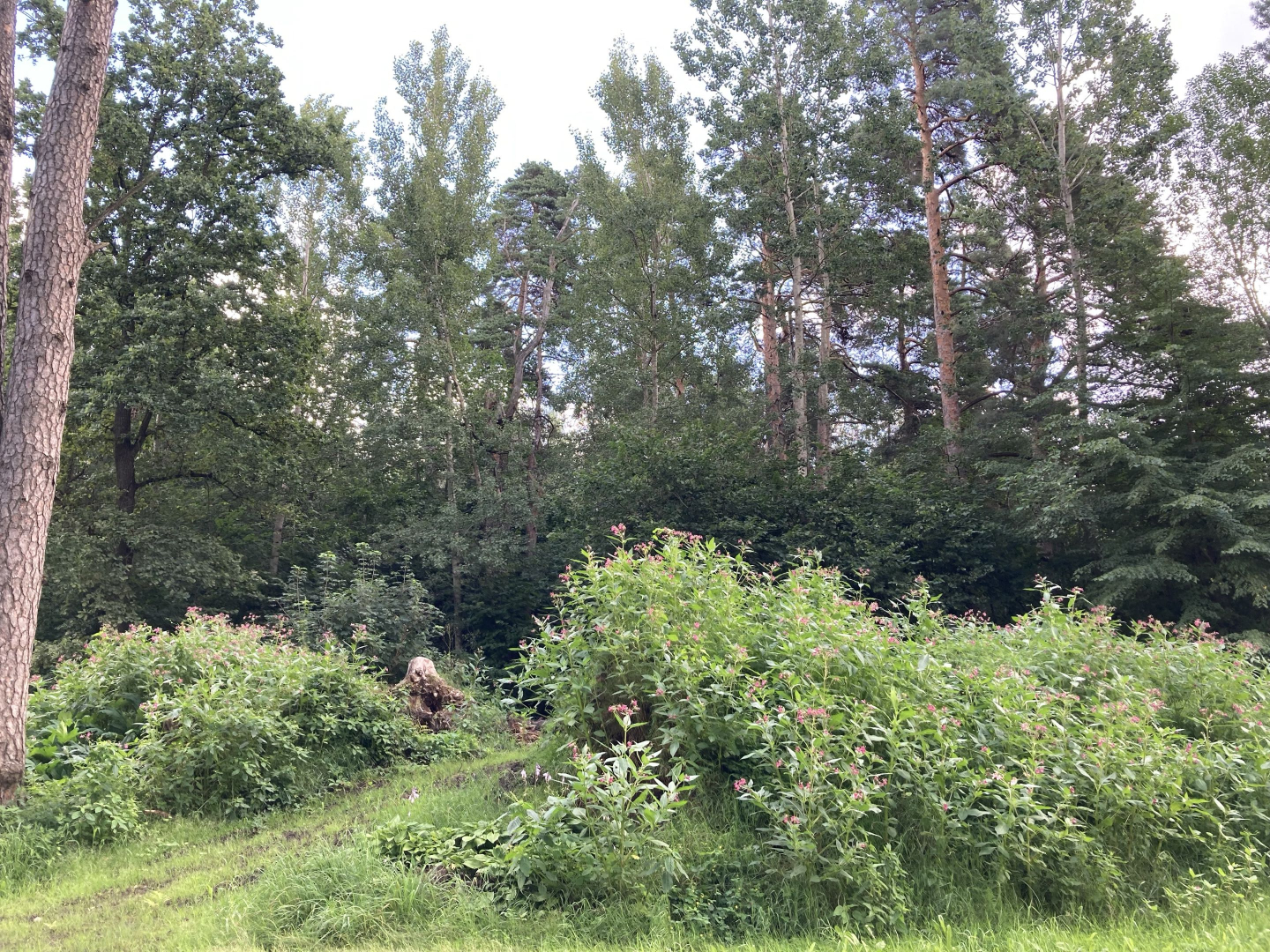 Bauskas novadā šovasar uzsāks praktiskus invazīvo sugu ierobežošanas pasākumus projekta “INVAGO” ietvaros