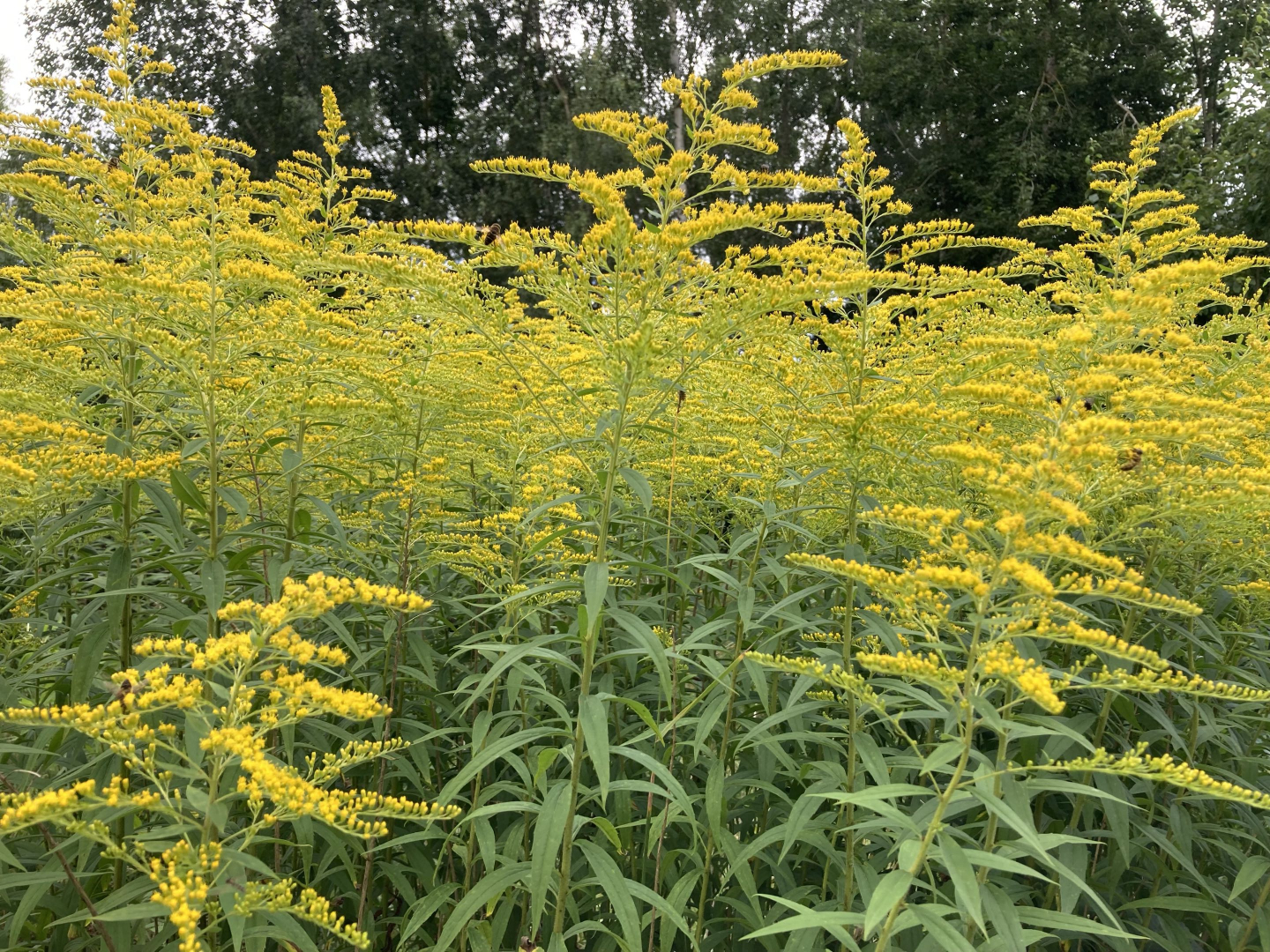 Bauskas novadā šovasar uzsāks praktiskus invazīvo sugu ierobežošanas pasākumus projekta “INVAGO” ietvaros