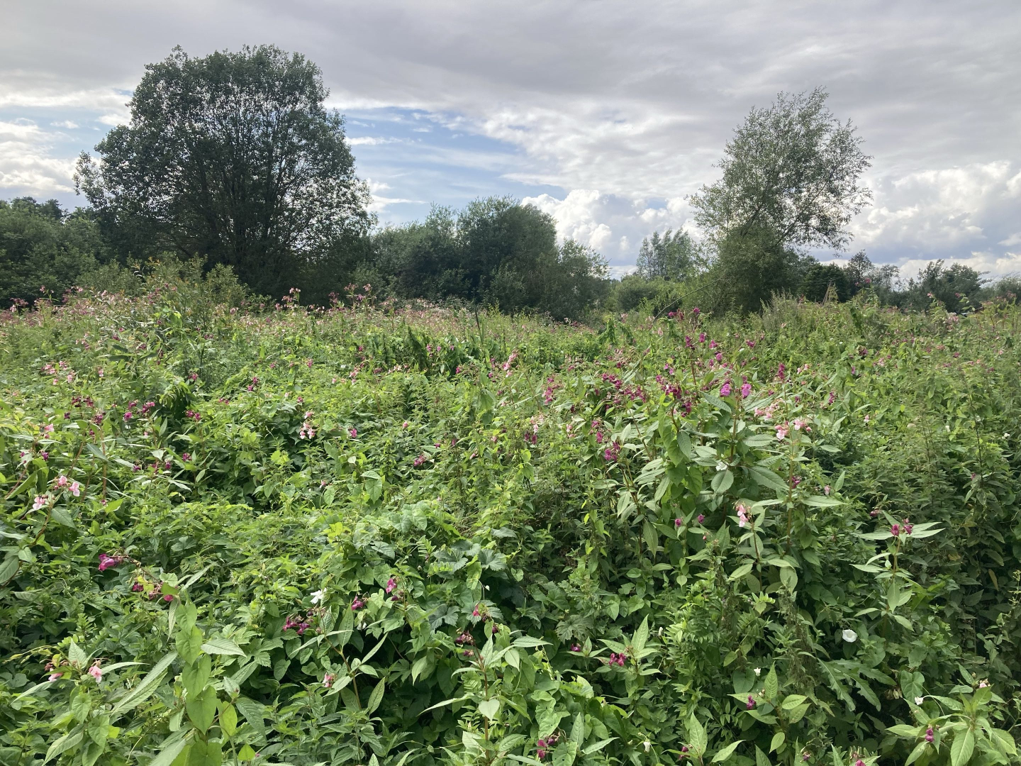 Bauskas novadā šovasar uzsāks praktiskus invazīvo sugu ierobežošanas pasākumus projekta “INVAGO” ietvaros