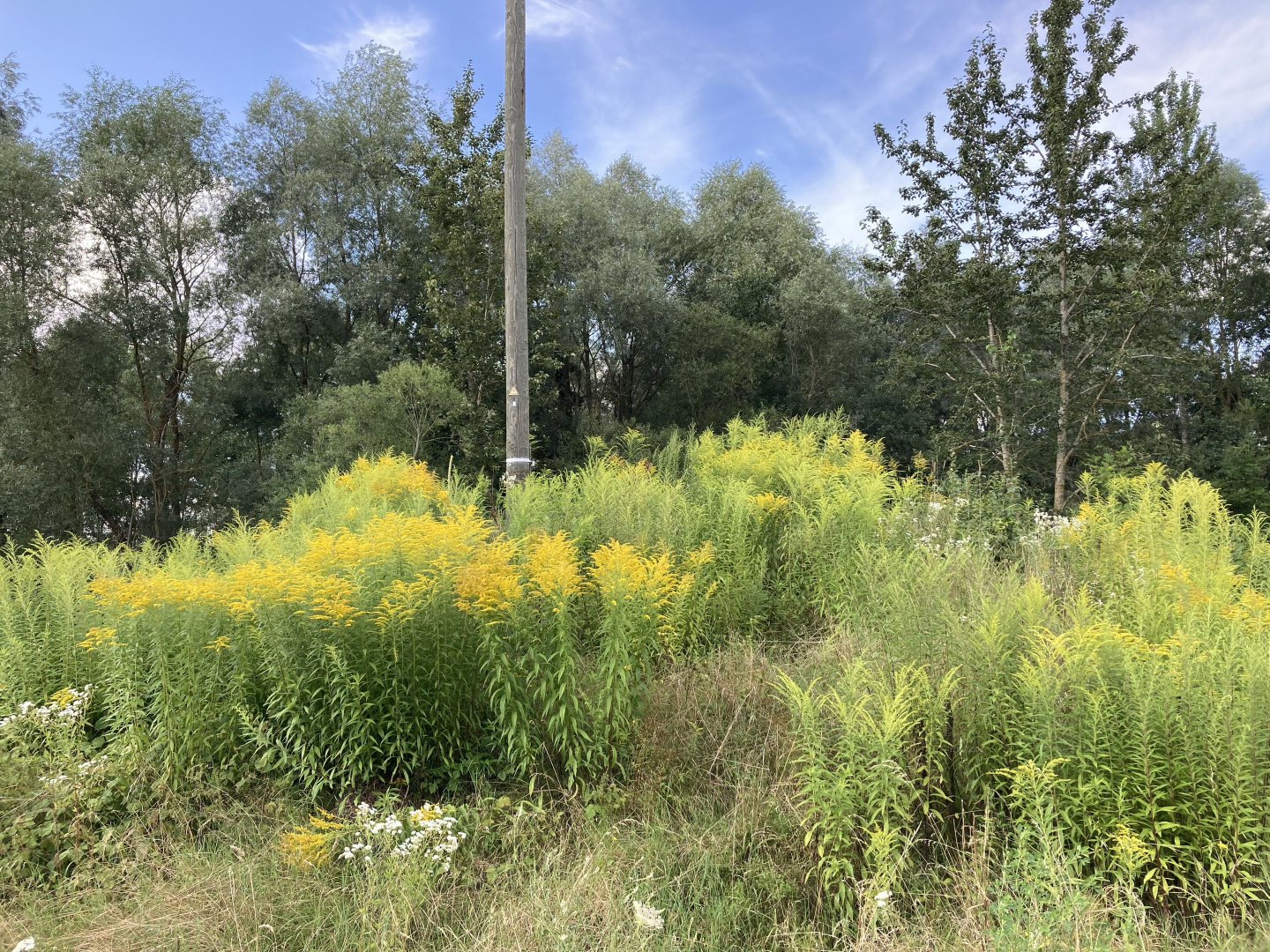 Bauskas novadā šovasar uzsāks praktiskus invazīvo sugu ierobežošanas pasākumus projekta “INVAGO” ietvaros