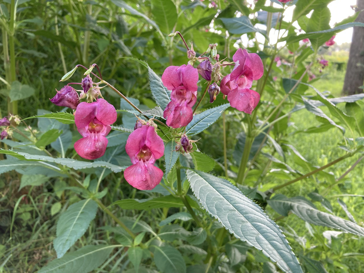 Bauskas novadā šovasar uzsāks praktiskus invazīvo sugu ierobežošanas pasākumus projekta “INVAGO” ietvaros