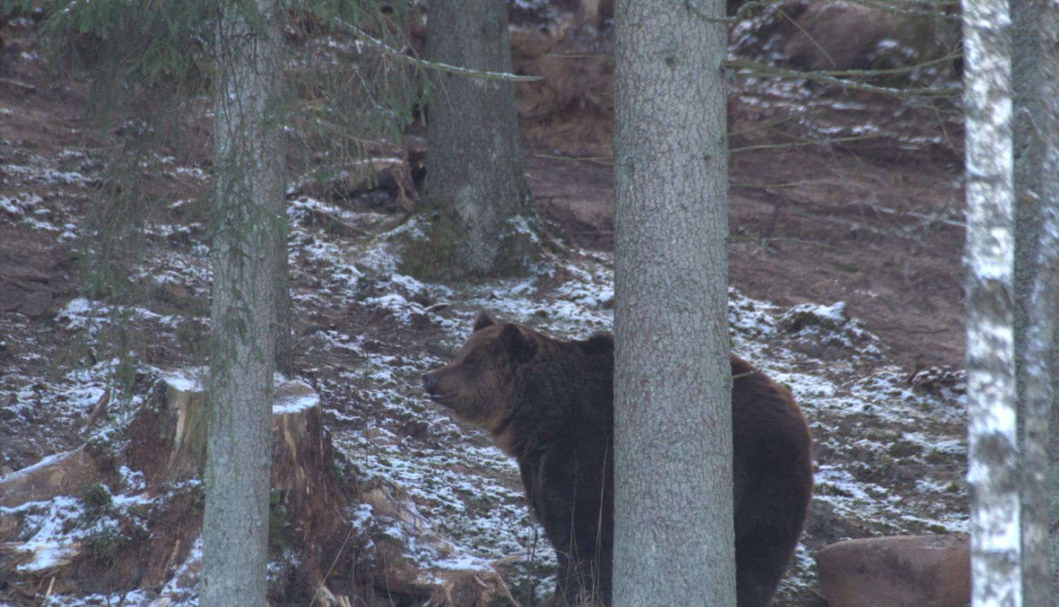Brūnais lācis mežā