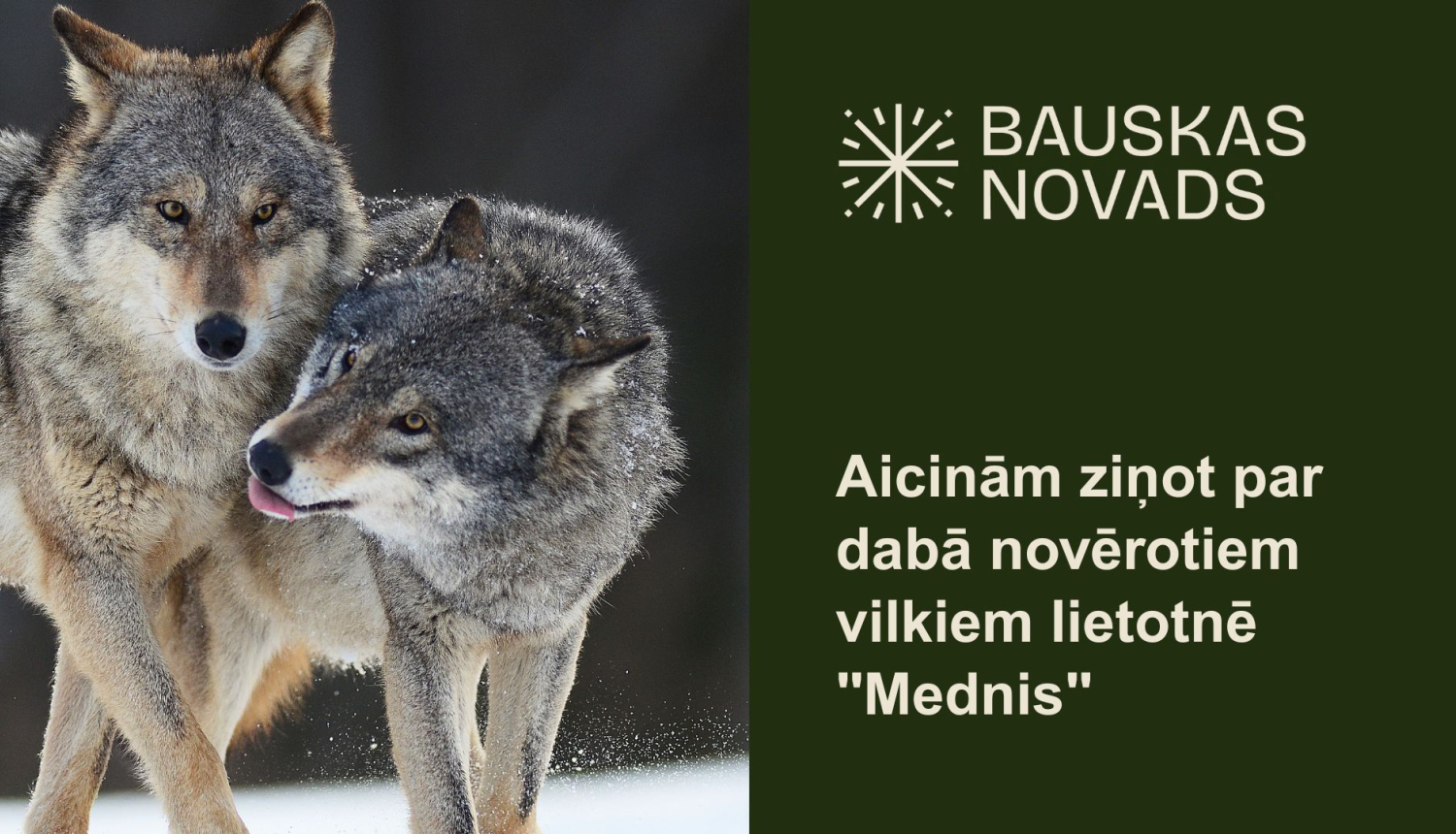 Aicinām ziņot par dabā novērotiem vilkiem