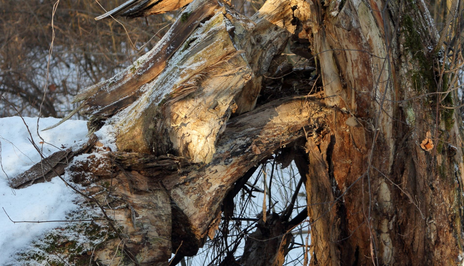 Arī vētras bojātu dižkoku aizvākšana ir jāsaskaņo 