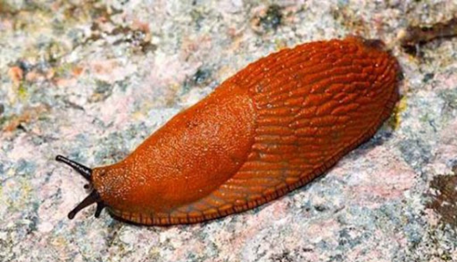 Spānijs kailgliemeži - nopietns drauds kultūraugiem un citiem bezmugurkaulniekiem