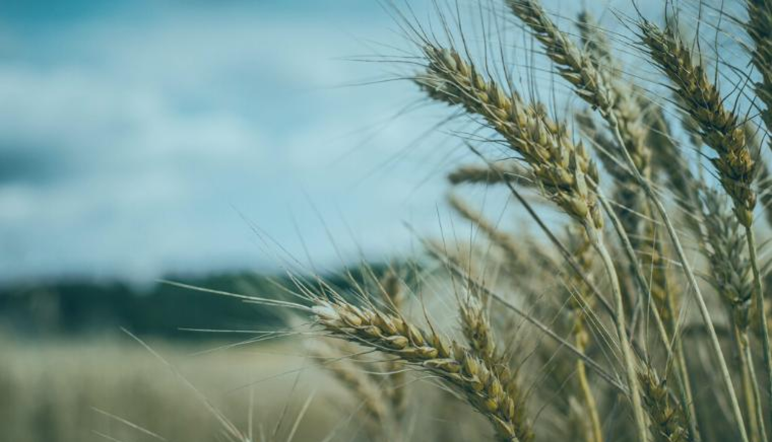 Apstiprināts cenrādis lauksaimniecības zemes nomai