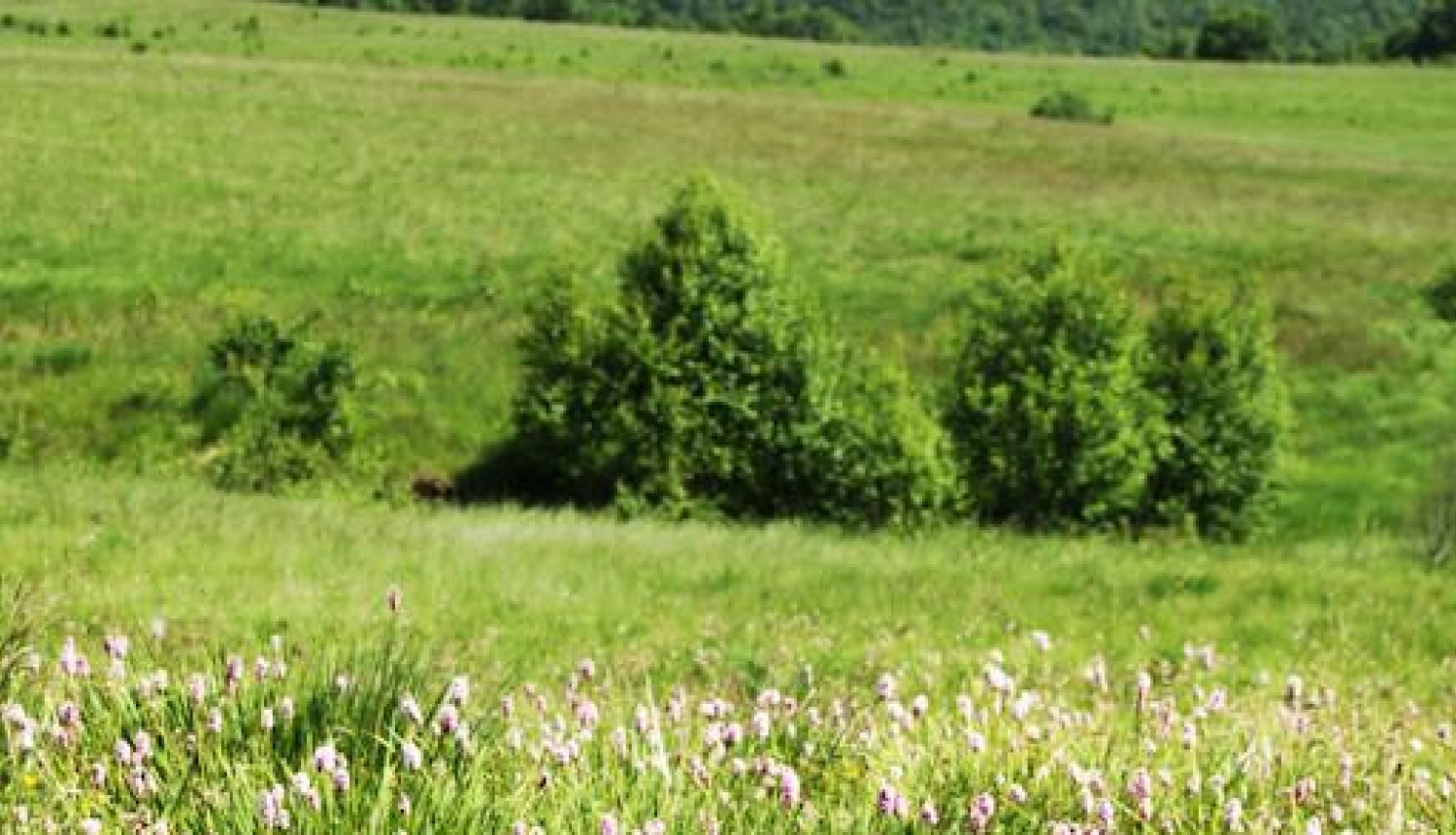 Aicina uz mācībām par putnkopību un bioloģiskās daudzveidības uzturēšanu zālājos