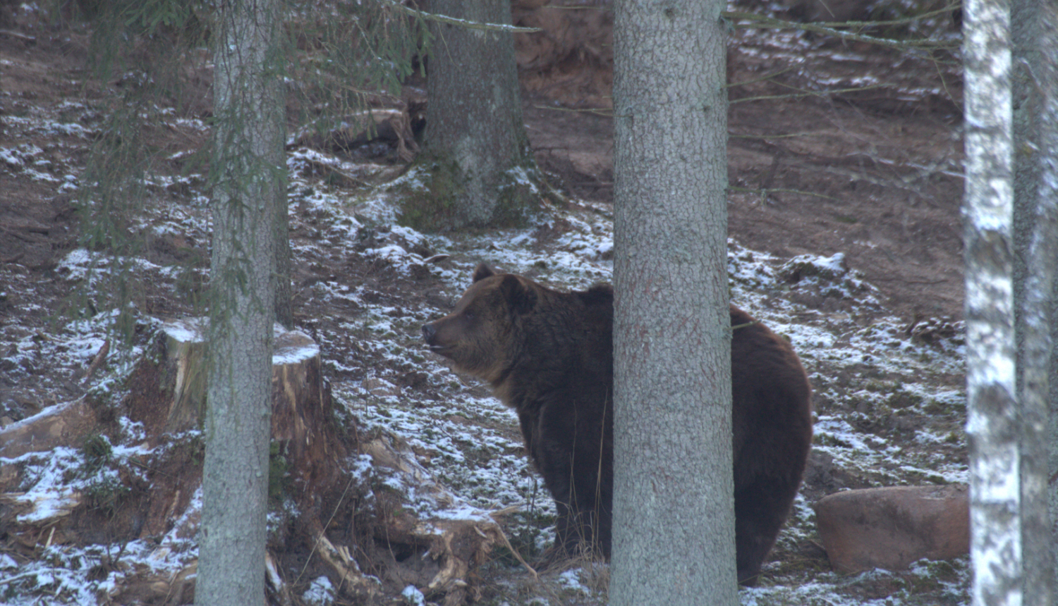 Brūnais lācis mežā